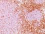 CD6(3F7B5), CF640R conjugate, 0.1mg/mL