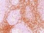 CD6(3F7B5), CF640R conjugate, 0.1mg/mL