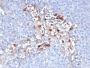 CD146 / MCAM / MUC18 / Mucin 18(C146/634), CF640R conjugate, 0.1mg/mL