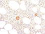 von Willebrand Factor(VWF635), CF640R conjugate, 0.1mg/mL