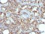 CD31 / PECAM-1(JC/70A), CF640R conjugate, 0.1mg/mL