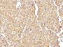 Chromogranin A(LK2H10), CF640R conjugate, 0.1mg/mL