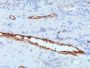 von Willebrand Factor(3E2D10 + VWF635), CF640R conjugate, 0.1mg/mL