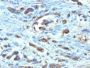 Cdc20(AR12), CF640R conjugate, 0.1mg/mL