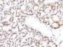 TTF-1 / NKX2.1(NX2.1/690), CF640R conjugate, 0.1mg/mL