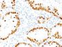 TTF-1 / NKX2.1(NX2.1/690), CF640R conjugate, 0.1mg/mL