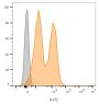 CD56 / NCAM(123C3.D5 + 123A8), CF640R conjugate, 0.1mg/mL