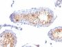 MART-1 / Melan-A(M2-7C10 + M2-9E3 + A103), CF640R conjugate, 0.1mg/mL