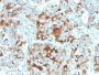 Chromogranin A(CHGA/765), CF640R conjugate, 0.1mg/mL