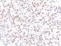 MiTF (Microphthalmia Transcription Factor)(MITF/915), CF640R conjugate, 0.1mg/mL