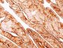 Cytokeratin 5/8(C-50), CF640R conjugate, 0.1mg/mL