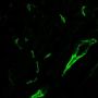 CD31 / PECAM-1(C31.3 + C31.7 + C31.10), CF640R conjugate, 0.1mg/mL