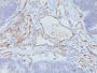 CD31 / PECAM-1(C31.3 + C31.7 + C31.10), CF640R conjugate, 0.1mg/mL