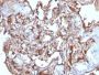 MCAM / MUC18 / Mucin 18 / CD146(MCAM/1101), CF640R conjugate, 0.1mg/mL