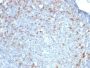 Cdc20(CDC20/1102), CF640R conjugate, 0.1mg/mL