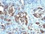 Cdc20(CDC20/1102), CF640R conjugate, 0.1mg/mL