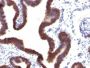 Ep-CAM / CD326(EGP40/1120), CF640R conjugate, 0.1mg/mL
