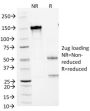 Arginase 1 (Hepatocellular Carcinoma Marker) (ARG1/1125) , CF640R conjugate, 0.1mg/mL