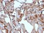 MUC18 / Mucin 18 / CD146(MUC18/1130), CF640R conjugate, 0.1mg/mL