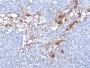 MUC18 / Mucin 18 / CD146(MUC18/1130), CF640R conjugate, 0.1mg/mL