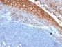 MUC18 / Mucin 18 / CD146(MUC18/1130), CF640R conjugate, 0.1mg/mL