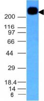 CD45RB(PTPRC/1132), CF640R conjugate, 0.1mg/mL