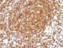 CD45RB(PTPRC/1132), CF640R conjugate, 0.1mg/mL