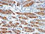 Myosin, Smooth Muscle Heavy Chain(MYH11/923 + SMMS-1), CF640R conjugate, 0.1mg/mL