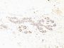 Myosin, Smooth Muscle Heavy Chain(MYH11/923 + SMMS-1), CF640R conjugate, 0.1mg/mL