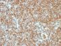 CD45RB(PTPRC/1147), CF640R conjugate, 0.1mg/mL
