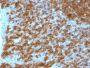 CD45RA(PTPRC/1148), CF640R conjugate, 0.1mg/mL