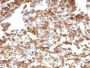 Vimentin(VM1170), CF640R conjugate, 0.1mg/mL