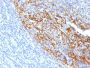 CD35 / CR1 (Follicular Dendritic Cell Marker)(To5), CF640R conjugate, 0.1mg/mL