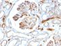 Adiponectin (Marker of Obesity) (ADPN/1370), CF640R conjugate, 0.1mg/mL