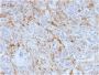 Ferritin, Light Chain (FTL) (Microglia Marker) (FTL/1388), CF640R conjugate, 0.1mg/mL
