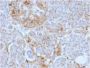 Ferritin, Light Chain (FTL) (Microglia Marker) (FTL/1388), CF640R conjugate, 0.1mg/mL