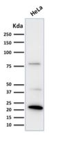 Ferritin, Light Chain (FTL) (Microglia Marker) (FTL/1388), CF640R conjugate, 0.1mg/mL