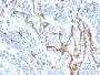 CD31 / PECAM-1 (Endothelial Cell Marker) (C31/1395R), CF640R conjugate, 0.1mg/mL