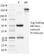 CD71 / Transferrin Receptor (TFRC)(TFRC/1396), CF640R conjugate, 0.1mg/mL