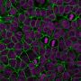 E-Cadherin / CD324 (Intercellular Junction Marker) (4A2), CF640R conjugate, 0.1mg/mL