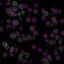 CD45 / LCA (B-Cell Marker) (PTPRC/1461), CF640R conjugate, 0.1mg/mL