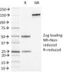 CD13 / Aminopeptidase-N (Myeloid Cell Marker)(APN/1464), CF640R conjugate, 0.1mg/mL