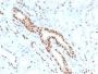 PAX8 (Renal Cell Marker) (PAX8/1491), CF640R conjugate, 0.1mg/mL