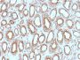 Calnexin (Endoplasmic Reticulum Marker) (CANX/1543), CF640R conjugate, 0.1mg/mL
