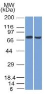 TCF4 (Transcription Factor 4) (TCF4/1705), CF640R conjugate, 0.1mg/mL