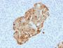 Chromogranin A / CHGA (Neuroendocrine Marker) (CHGA/1731R), CF640R conjugate, 0.1mg/mL