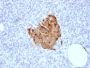 Chromogranin A / CHGA (Neuroendocrine Marker) (CHGA/1773R), CF640R conjugate, 0.1mg/mL