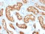 CD10 (Membrane Metalloendopeptidase) (MME/1870), CF640R conjugate, 0.1mg/mL