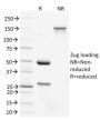 CDX2 / Caudal Type Homeobox 2 (GI Epithelial Marker) (PCRP-CDX2-1A3), CF640R conjugate, 0.1mg/mL