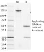 CD3e, Mouse(145-2C11), CF640R conjugate, 0.1mg/mL